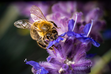 Honigiebe auf Lavendel Blüte	