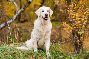 Portrait of dog with foliage bokeh background.