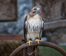 Eagle resting at the hunter tent