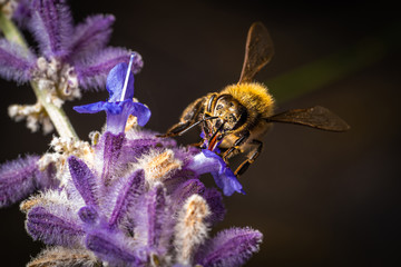 Honigiebe auf Lavendel Blüte	