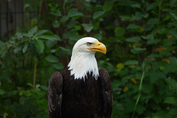 nice wild eagle portrait