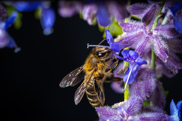 Honigiebe auf Lavendel Blüte	
