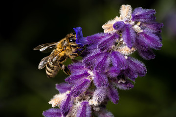 Honigiebe auf Lavendel Blüte  © Markus