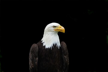 nice wild eagle portrait