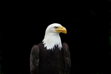 Foto op Plexiglas nice wild eagle portrait © Miroslav