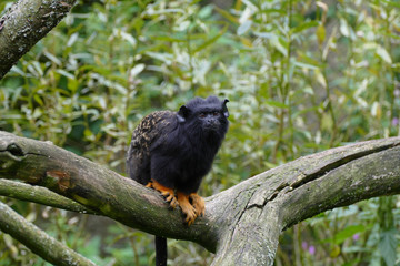 nice small wild ape tamarin