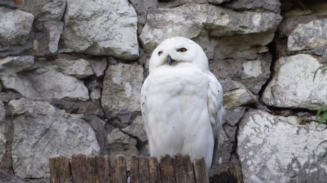 Snowy owl (Bubo scandiacus or Nyctea scandiaca) sitting on a stick.