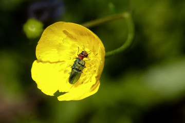 Prachtkäfer bei der Paarung, Anthaxia nitidula,