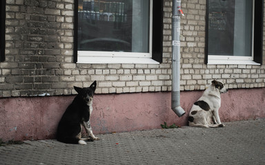 dog in street
