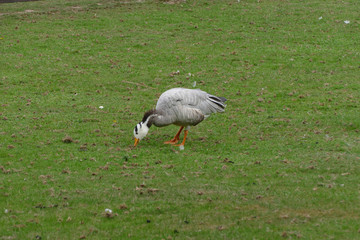 nice colored goose portrait