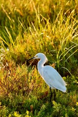 snowy egret in wetlands during sunset