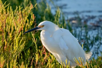 snowy egret during sunset close up 