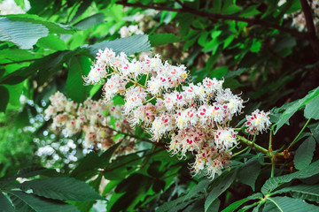 white chestnut flowers on a tree close-up