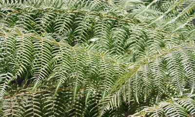 Full frame close-up look into an area with dense ferns