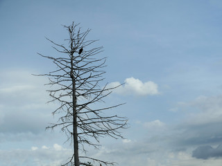Lonely Dead Tree against the sky
