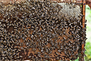 Obraz premium Bees sit on a frame with honeycombs