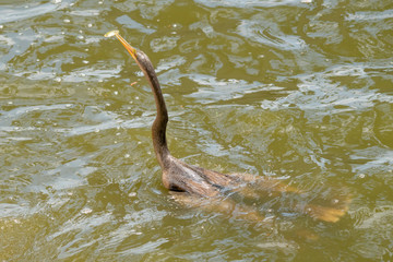 Obraz premium Young Anhinga (Anhinga anhinga) catches fish in Florida Lake