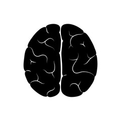 Vector illustration of human brain anatomy 