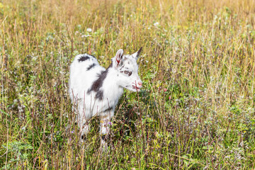 Goats kid on the meadow. Black and white kid.