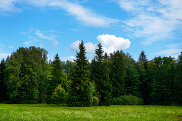 Fototapeta na wymiar forest, spruce and flowering meadow against the sky with clouds