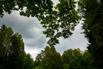 Obraz premium cloudy gray sky framed by green trees