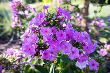 Purple Flowers