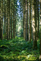 Fototapeta na wymiar Pine trees in the Taf Fechan Forest, Brecon, South Wales, UK