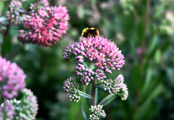 bumblebee on a flower