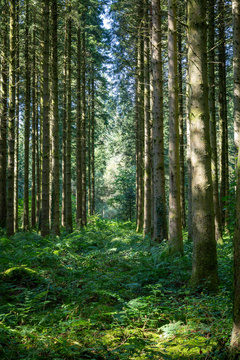 Pine trees in the Taf Fechan Forest, Brecon, South Wales, UK © leighton collins