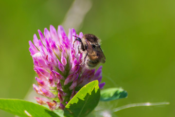 A bee on a pink clover picks up pollen, honey. Honey extraction by a bee. Collecting honey by a bee.