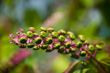 flower in the garden