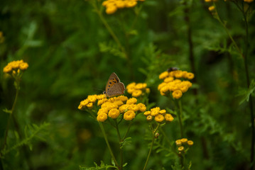 butterfly on a flower