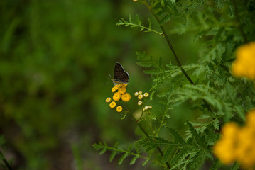 butterfly on a flower