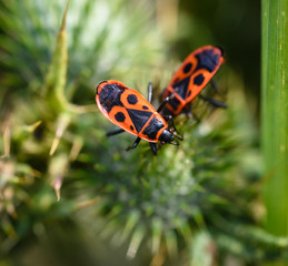 firebug, Pyrrhocoris apterus in natural habitat, selective focus