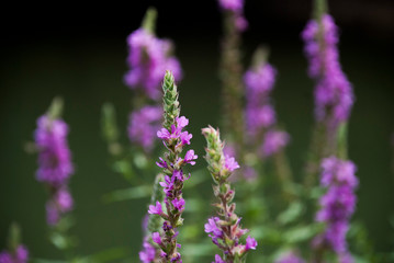 purple flowers in the garden