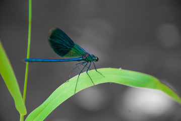 dragonfly on leaf