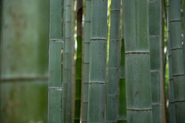 Bambuswald von Arashiyama nahe Kyoto