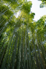Obraz na płótnie Canvas Bambuswald von Arashiyama nahe Kyoto