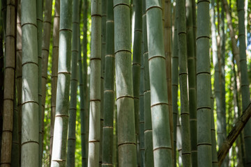 Bambuswald von Arashiyama nahe Kyoto