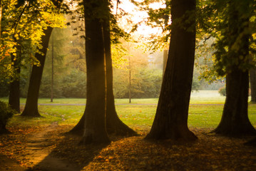 Fototapeta na wymiar Autumn design - Forest in fall.