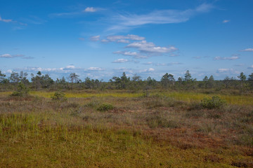 Fototapeta na wymiar Yelnya swamp - National Landscape Reserve, Belarus