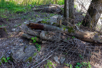 Obraz premium Modern ecology of forests,timber waste is a habitat for insects.