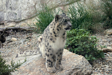 Fototapeta na wymiar Snow leopard sitting on a rock, Irbis (panthera uncia)
