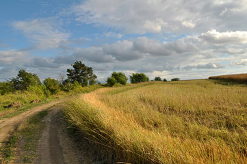Summer landscape on the outskirts of the village