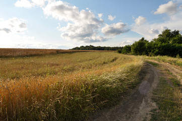 Fototapeta na wymiar Summer landscape on the outskirts of the village