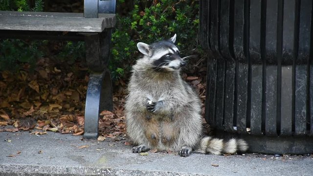 Raccoons (Procyon lotor) eating garbage or trash in a can invading the city in Stanley Park, Vancouver British Columbia, Canada.