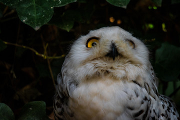 Snow owl with bright yellow eyes looking surprised or startled