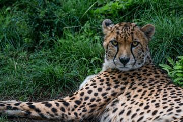 Cheetah lying on the ground looking up at camera