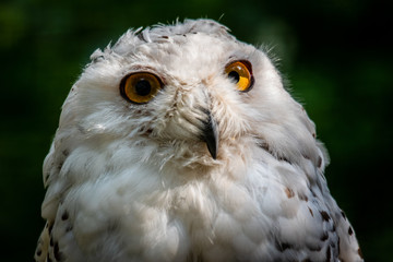 Snow owl with big and bright yellow eyes