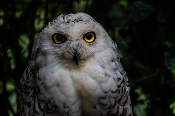 Snow owl with big and bright yellow eyes sitting in the shadows